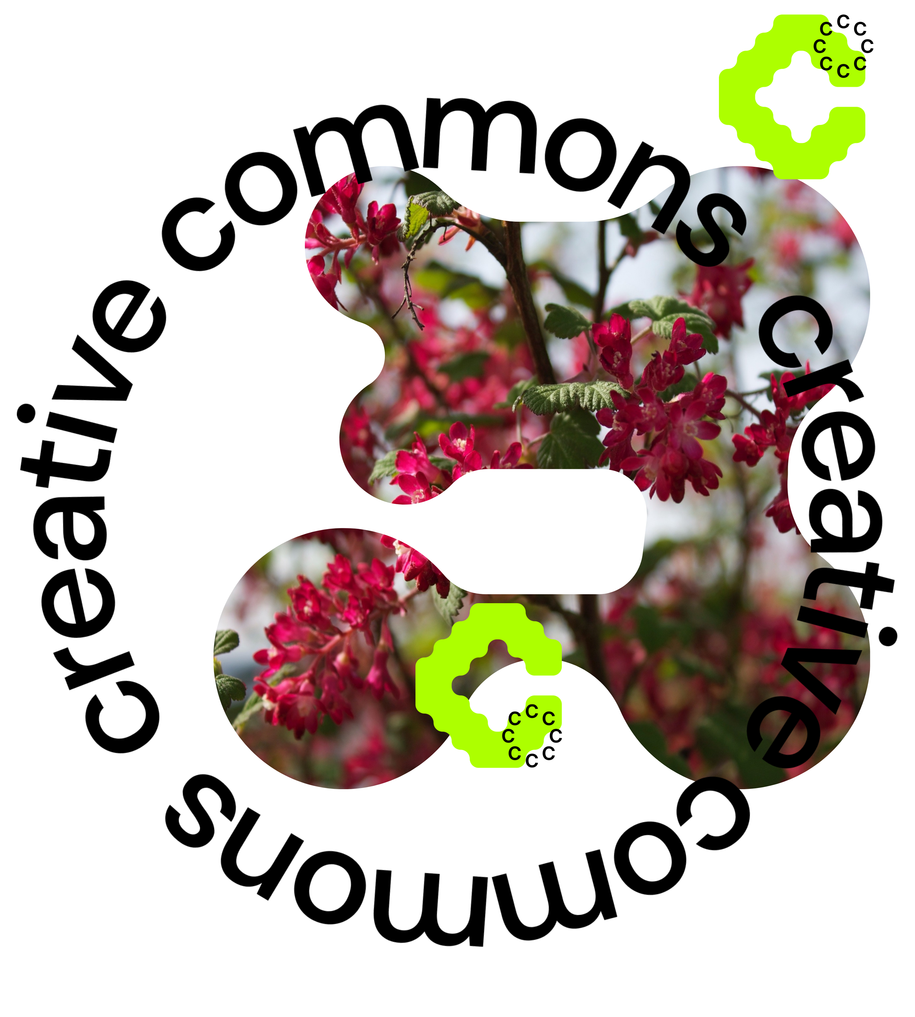 A photo of red flowers cropped into a blog shape and layered with a circle made of the words 