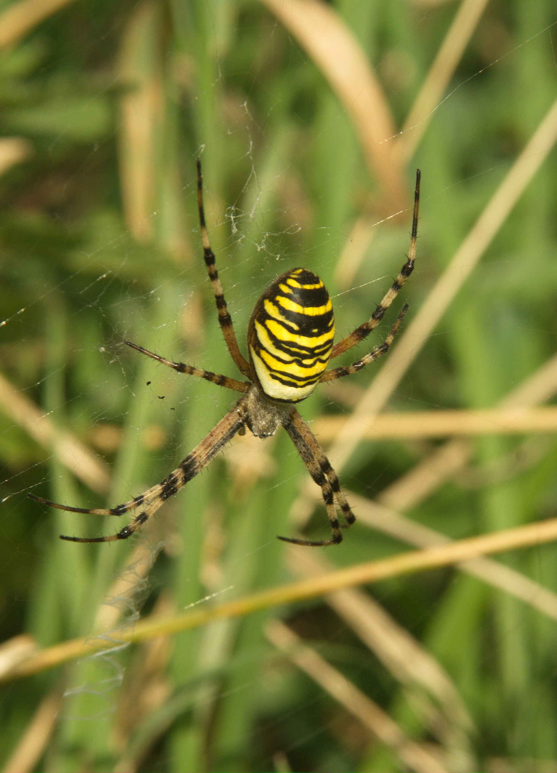 Wasp Spider (Argiope bruennichi - Hadleigh Country Park, Essex. Copyright 2014 Ross Gardner.