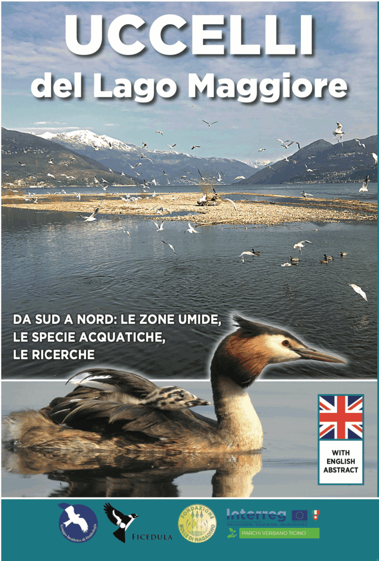 L’avifauna del Lago Maggiore