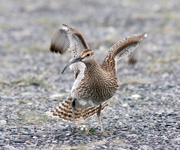 Spói