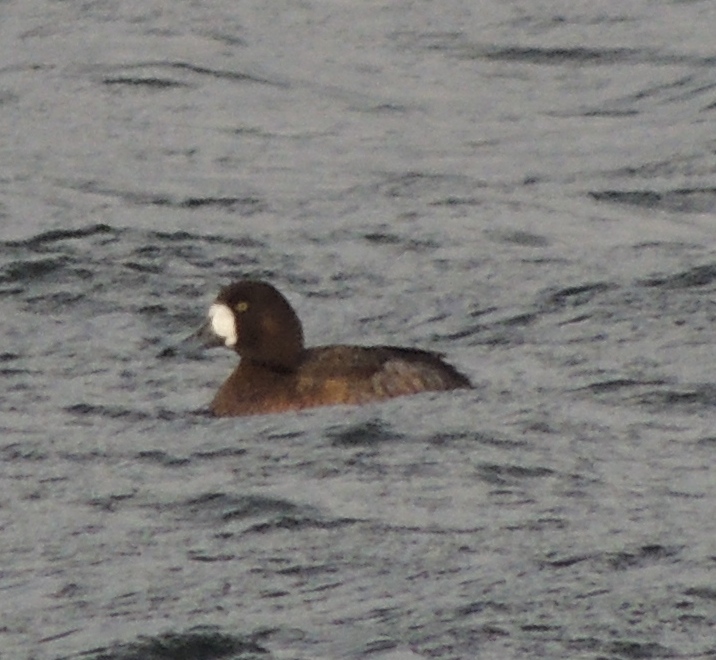 Greater Scaup-Tophill Low NR