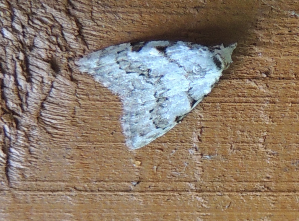 DSCN6989