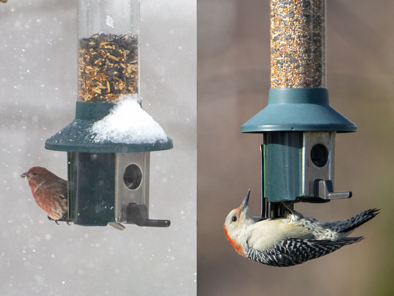 squirrel proof bird feeder