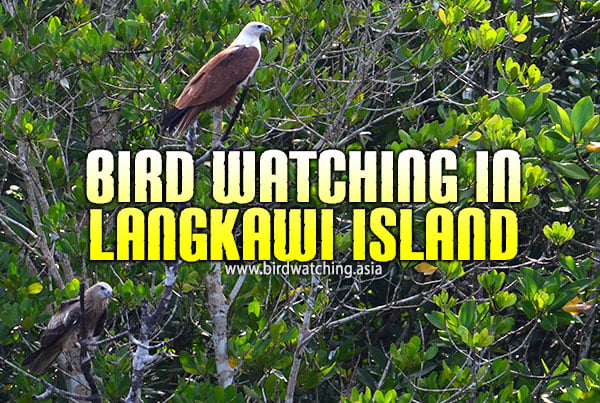 Bird Watching in Langkawi Island