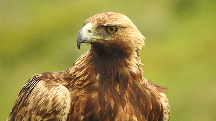 Valencia Birding Golden Eagle