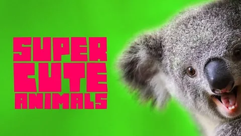 Super Cute Animals