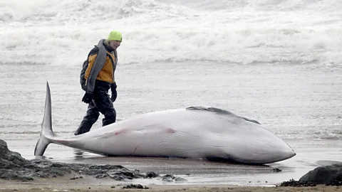 A woman dressed in waterproof clothes and wearing a yellow hat stands next to a stranded whale lying on its side on a beach as waves crash in the background (Credit: Getty Images)
