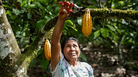 A family including several children and adults are grouped together in a clearing in the rainforest. They appear to be harvesting something (Credit: J G Soler/ Fundaciu00f3n Gaia Amazonas)