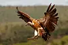 White-backed vulture with wings fully spread as it comes in to land over savanna