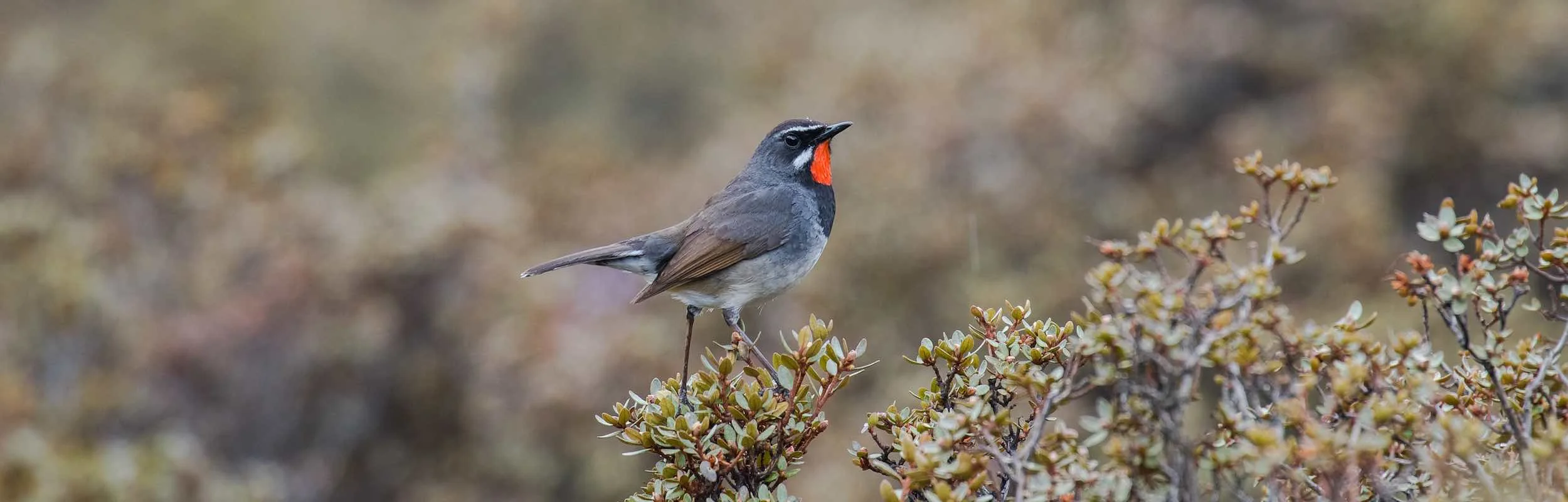 White-tailed Rubythroat-PM-Birdquest.jpg