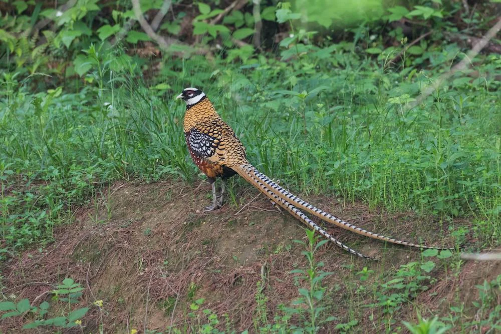 Reeve's Pheasant