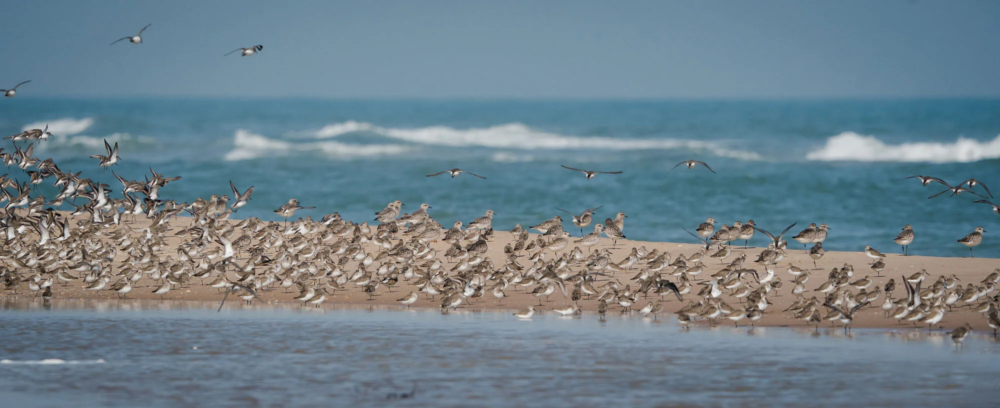 Waders