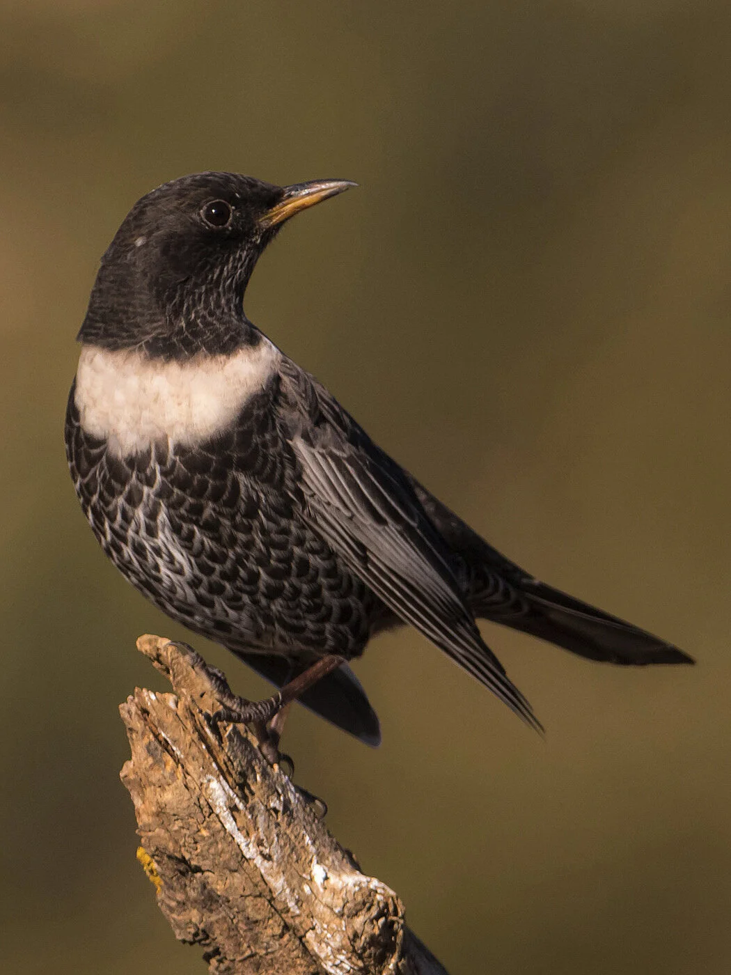 visit-natura-birds-alicante-ring-ouzel.jpg