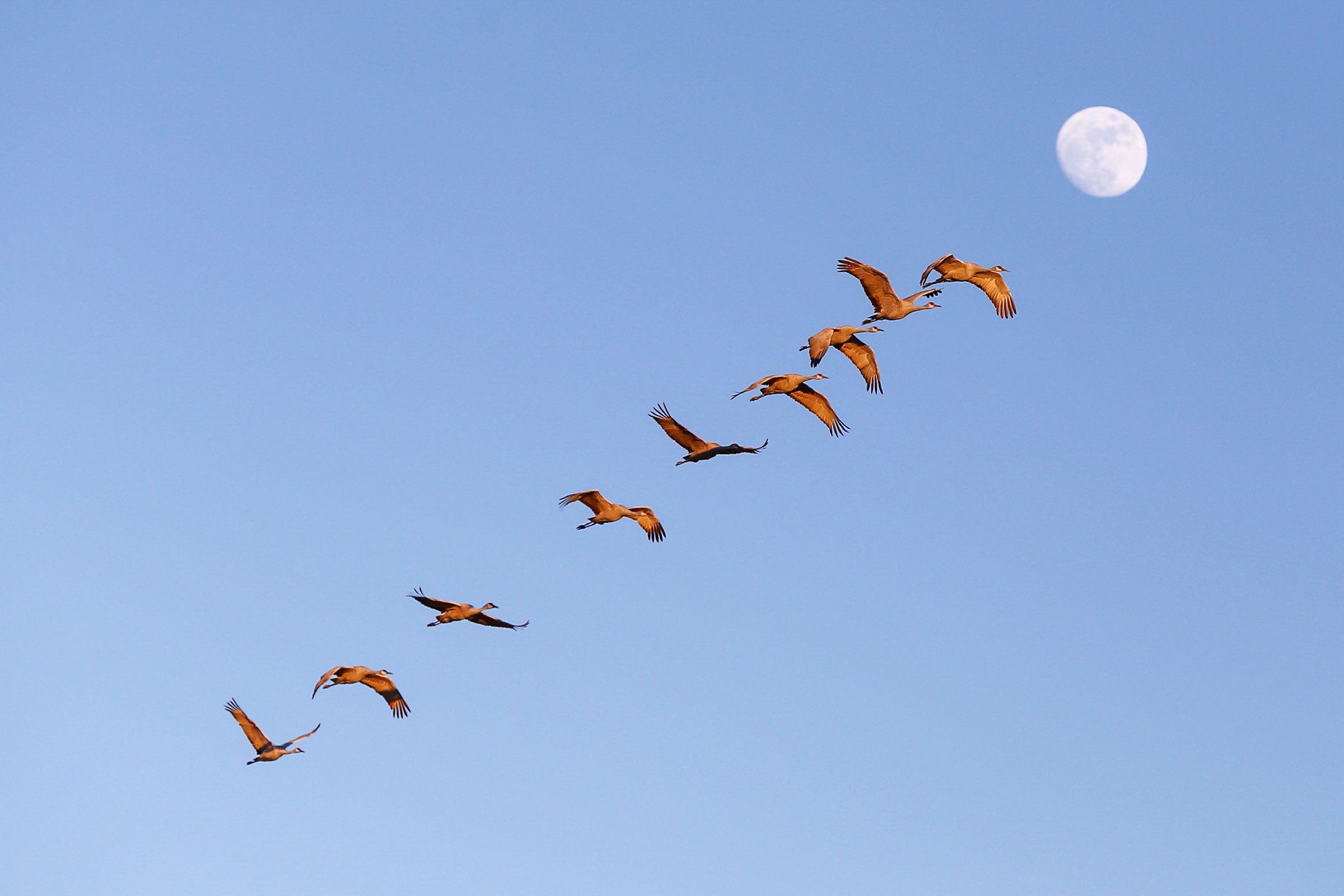 A flock of Sandhill Cranes fly in a line against a blue sky, the moon in the background.