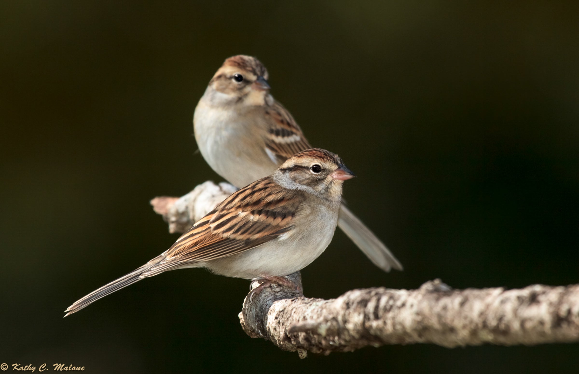 Two small gray Chipping Sparrows sit on a bare branch