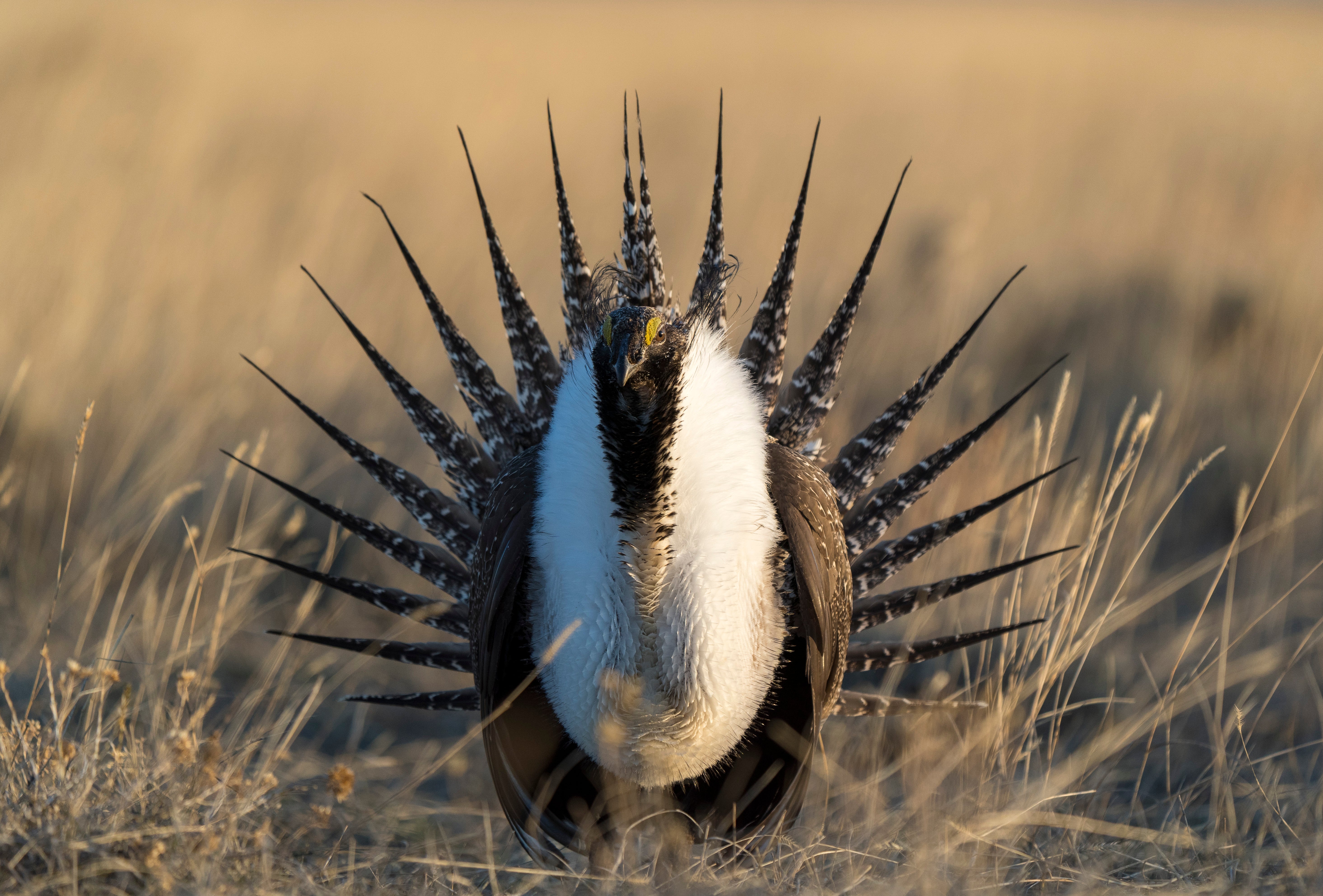 A male Greater Sage-Grouse.