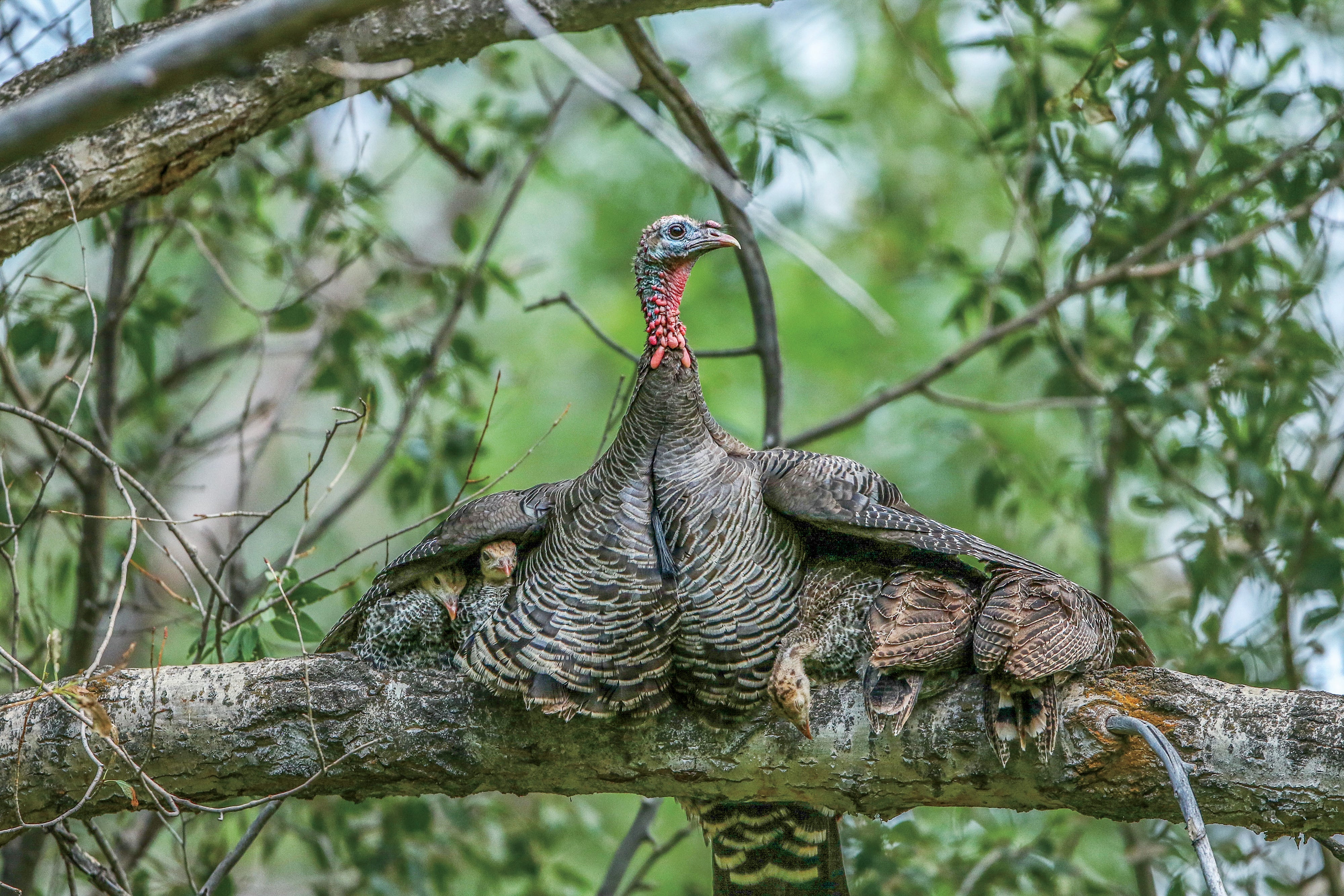 A mother Wild Turkey hen perches on a sturdy branch with her wings spread, protecting her small chicks.