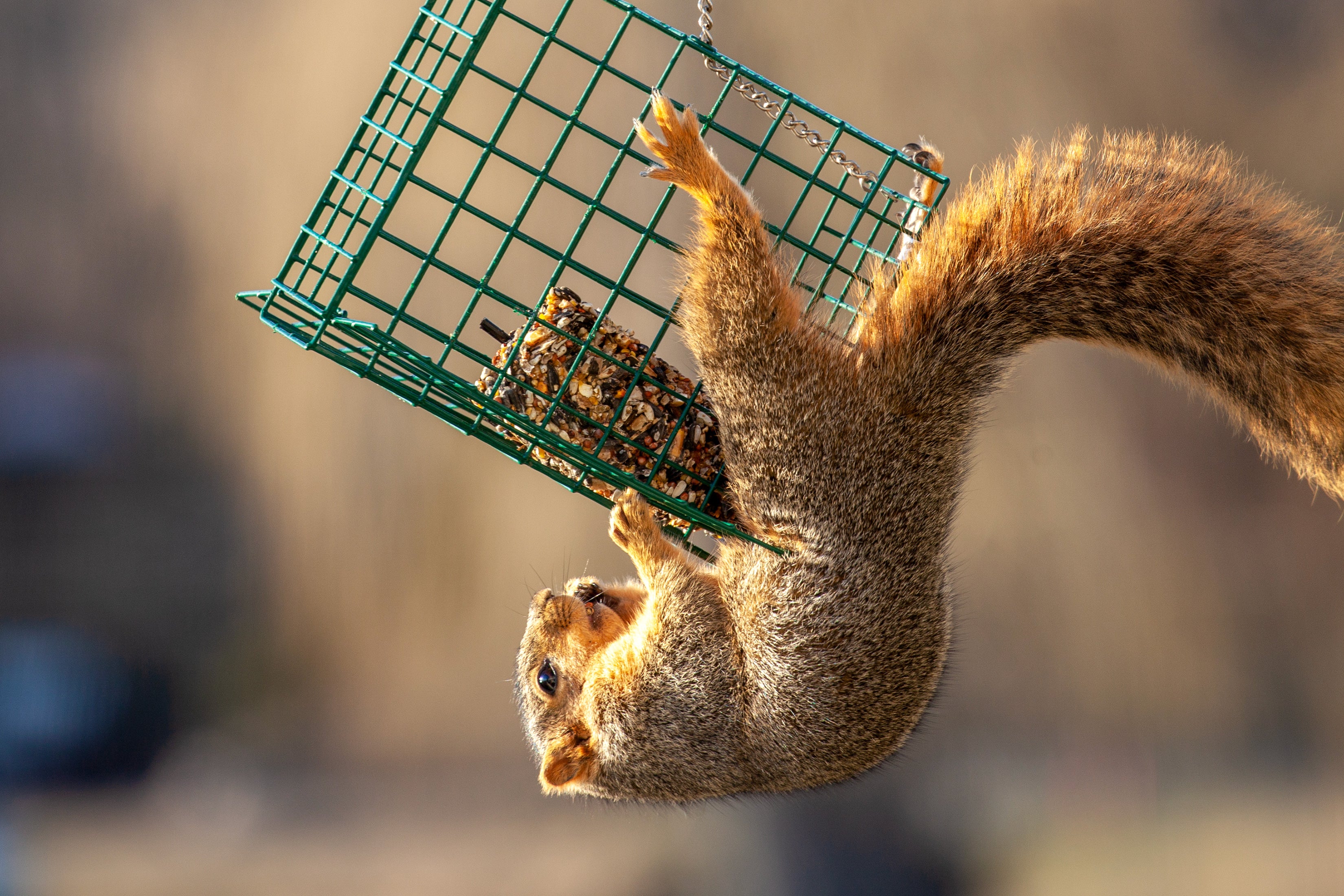 A squirrel hangs upside down eating from a suet feeder.