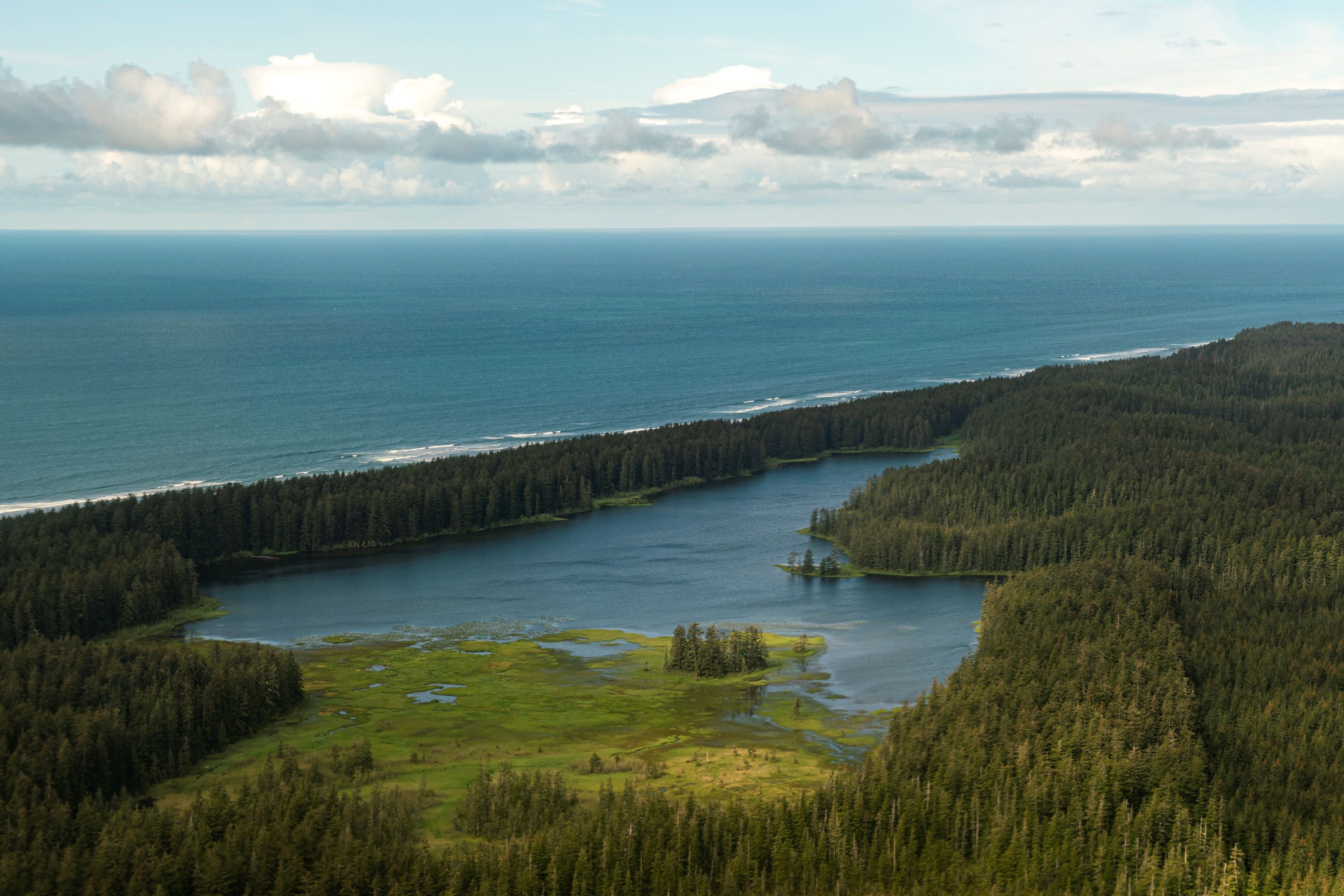 Forest along shoreline