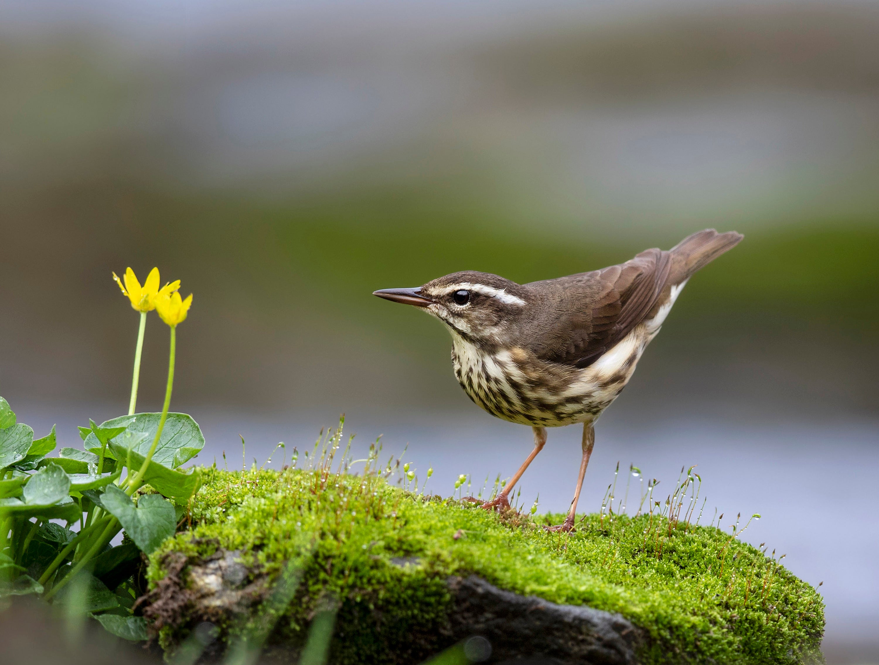A Louisiana Waterthrush perched atop a mossy rock next to two yellow flowers. 
