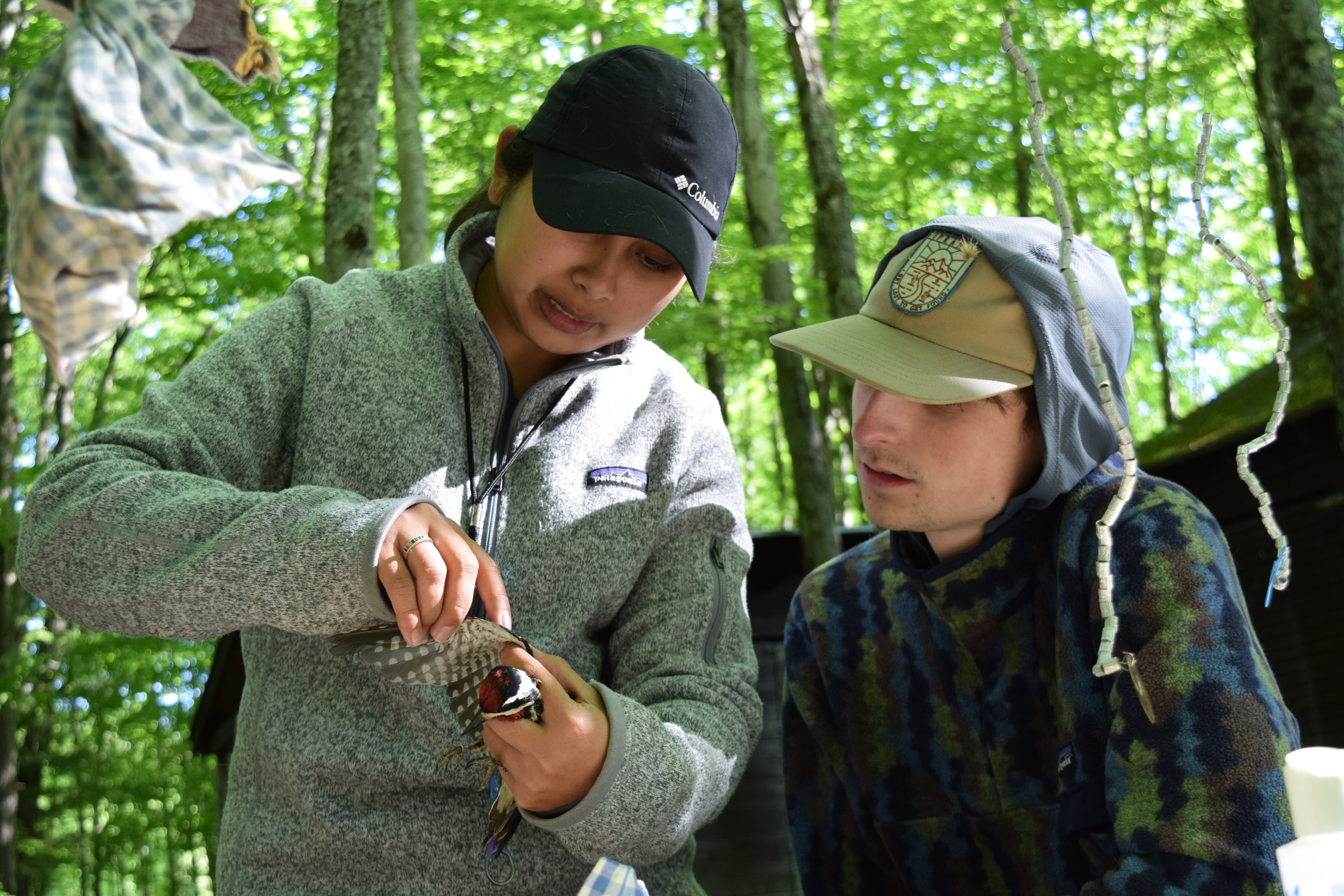 Trained bander Scandia holds a Yellow-Bellied Sapsucker in her hand with wing outstretched as Pete looks over her shoulder.