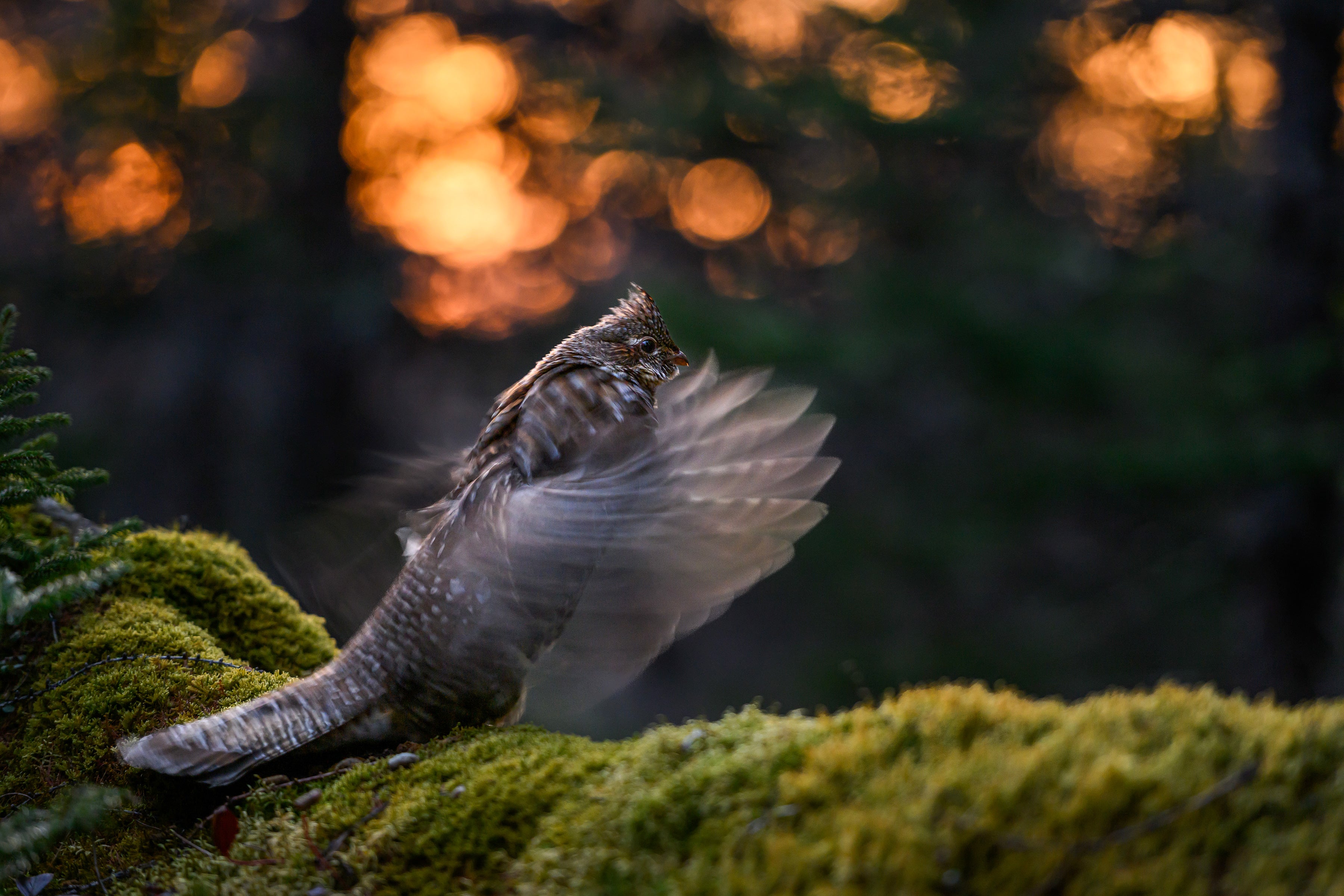 A Ruffed Grouse stands on a mossy rock at dawn flapping his wings, evident by motion blur. 