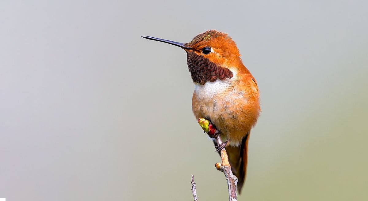 A male Rufous Hummingbird in profile perched on the tip of a budding branch.