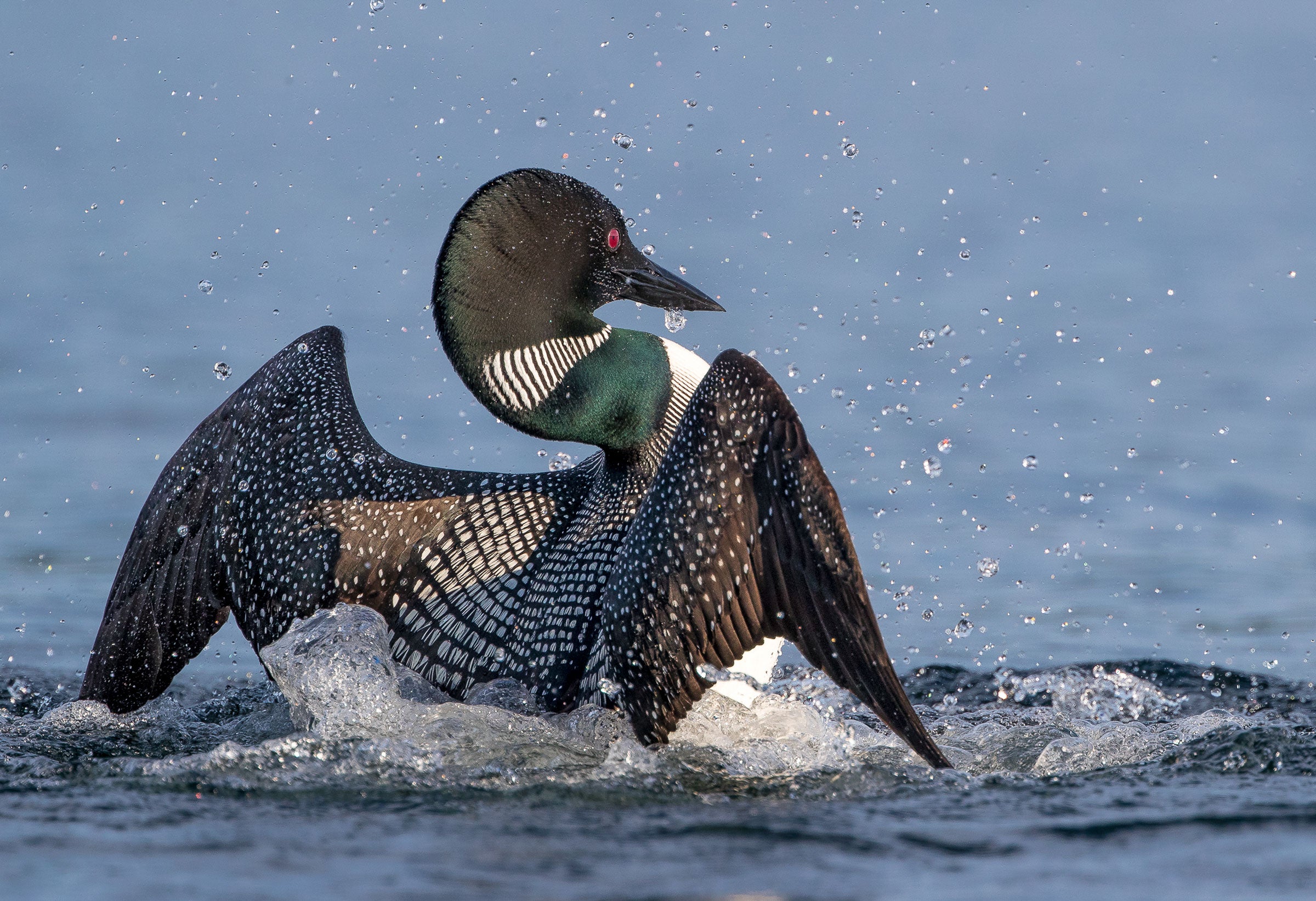Common Loon. Shirley Donald/Audubon Photography Awards