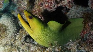 a green moray eel popping out of its cove.