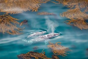 A gray whale leads her calf through the kelp beds of Big Sur.