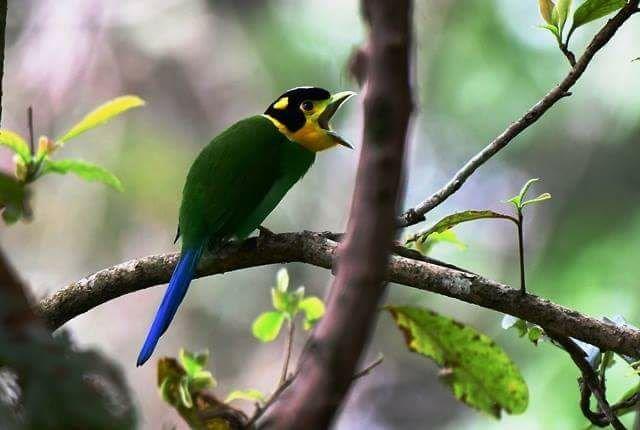 Sattal Pangot Bird Photography Tour