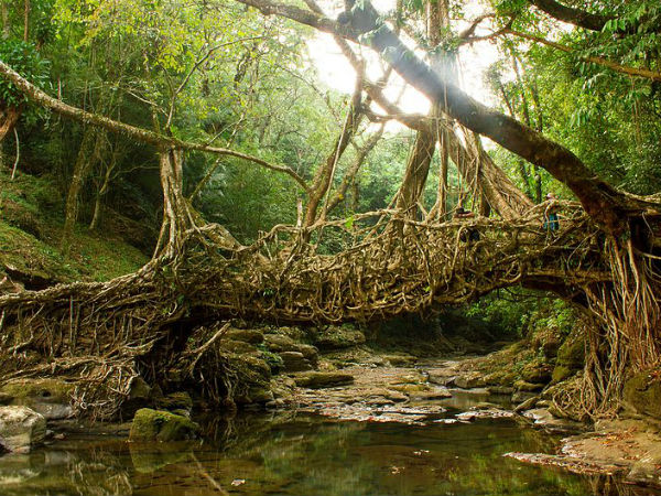 Rootbridge_meghalaya_india