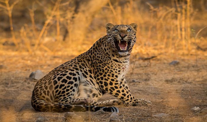 Jhalana Leopard Safari Jaipur