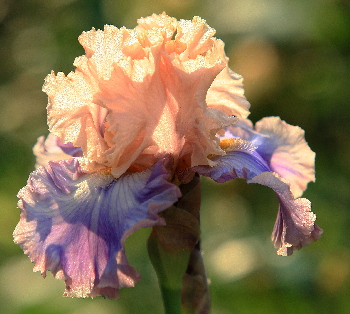 iris2020