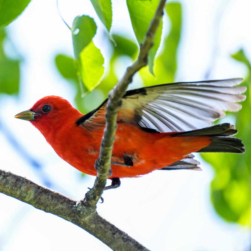 American redstart