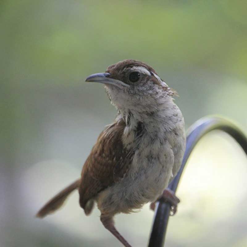 Carolina Wren