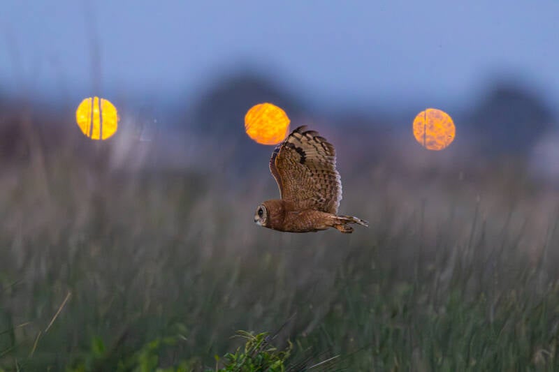 afrikaanse-velduil-marsh-owl-asio-capensis-tingitanus-0825-standard.jpg