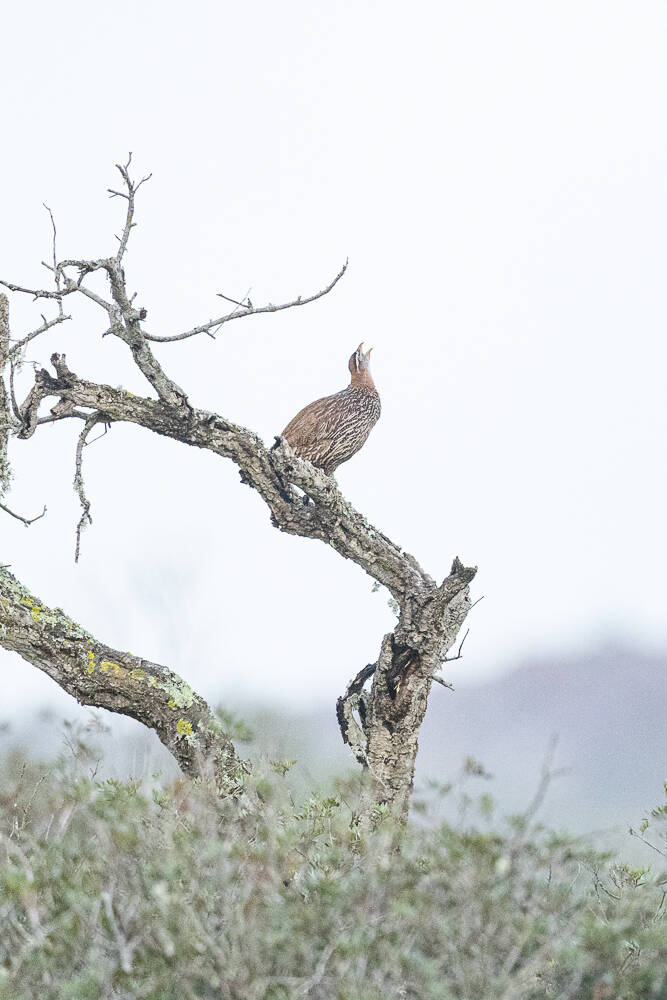 barbarijse-frankolijn-double-spurred-francolin-pternistis-bicalcaratus-ayesha-3017-standard.jpg