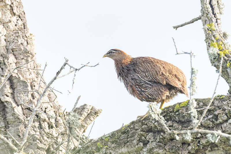 barbarijse-frankolijn-double-spurred-francolin-pternistis-bicalcaratus-ayesha-3573-standard.jpg