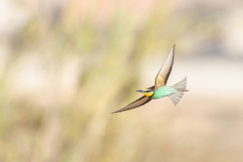 bijeneter-european-bee-eater-merops-apiaster-5003-standard.jpg