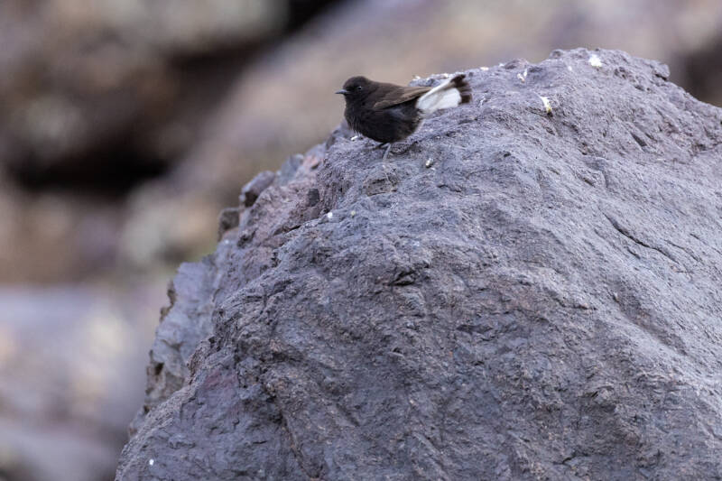 black-wheatear-zwarte-tapuit-oenanthe-leucura-4574-standard.jpg