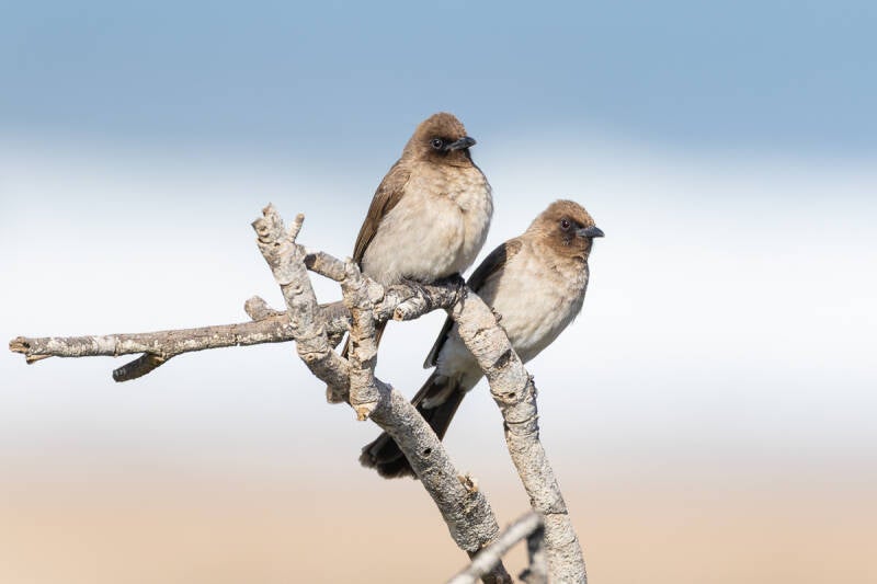 grauwe-buulbuul-common-bulbul-pycnonotus-barbatus-9748-standard.jpg