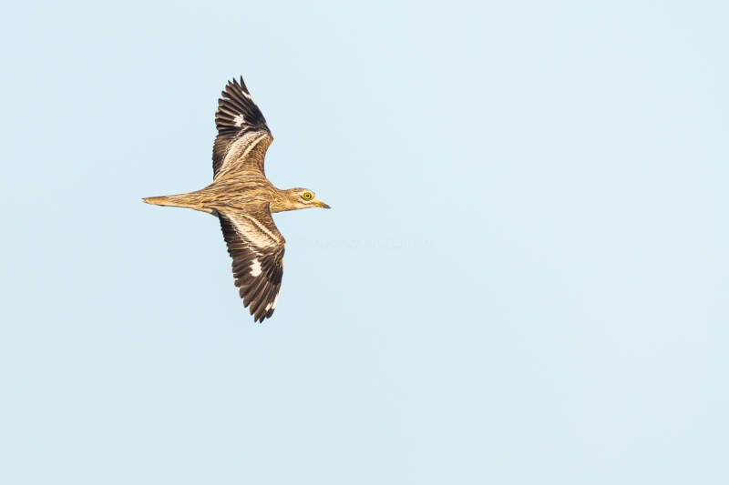 griel-eurasian-stone-curlew-burhinus-oedicnemus-3206-standard.jpg