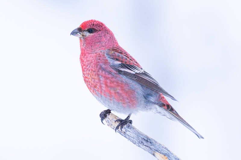 haakbek-pine-grosbeak-pinicola-enucleator-1311-standard-u89n1z.jpg