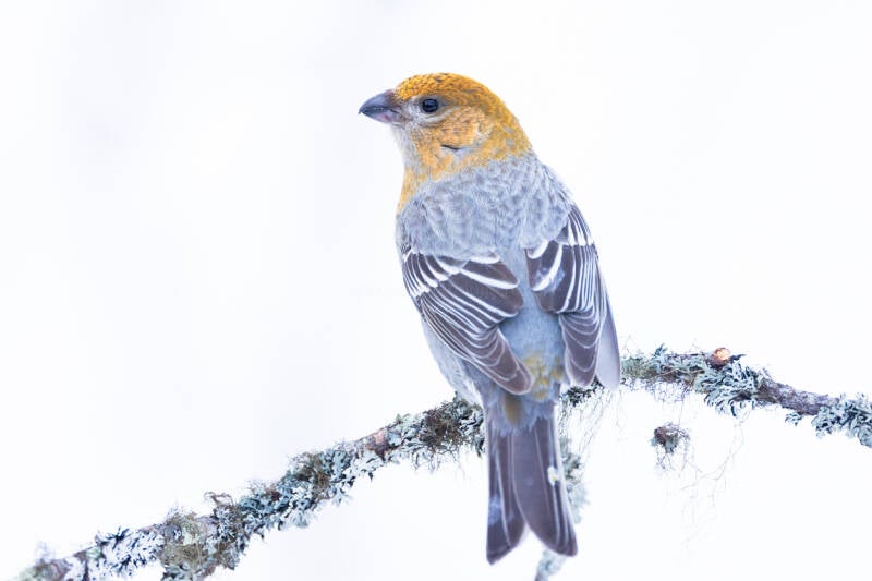 haakbek-pine-grosbeak-pinicola-enucleator-9108-standard-tzpp8r.jpg