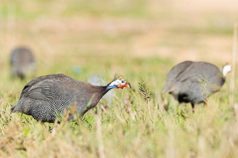 helmparelhoen-helmeted-guineafowl-numida-meleagris-6655-standard.jpg