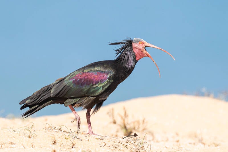 heremietibis-northern-bald-ibis-geronticus-eremita-6722-standard.jpg