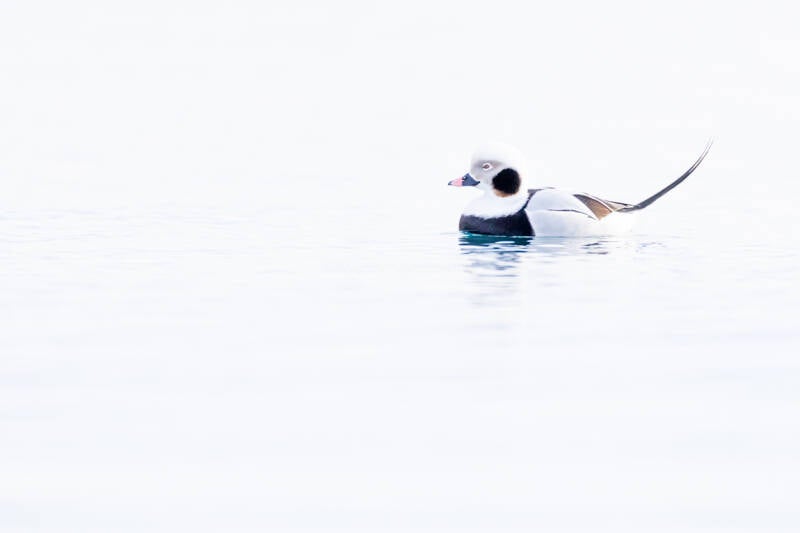 ijseend-long-tailed-duck-clangula-hyemalis-2042-standard.jpg