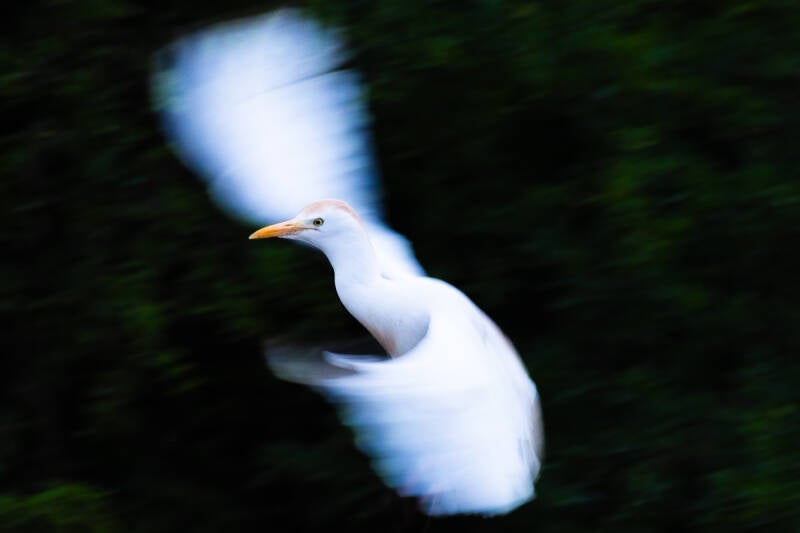 koereiger-cattle-egret-bubulcus-ibis-2433-standard.jpg