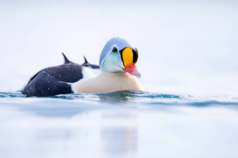 koningseider-king-eider-somateria-spectabilis-1419-standard.jpg